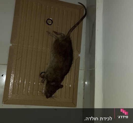לכידת החולדה